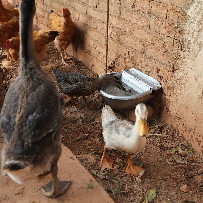 Automatic Animal Water Bowl Dog Water Dispenser Duck Waterer Poultry Watering System